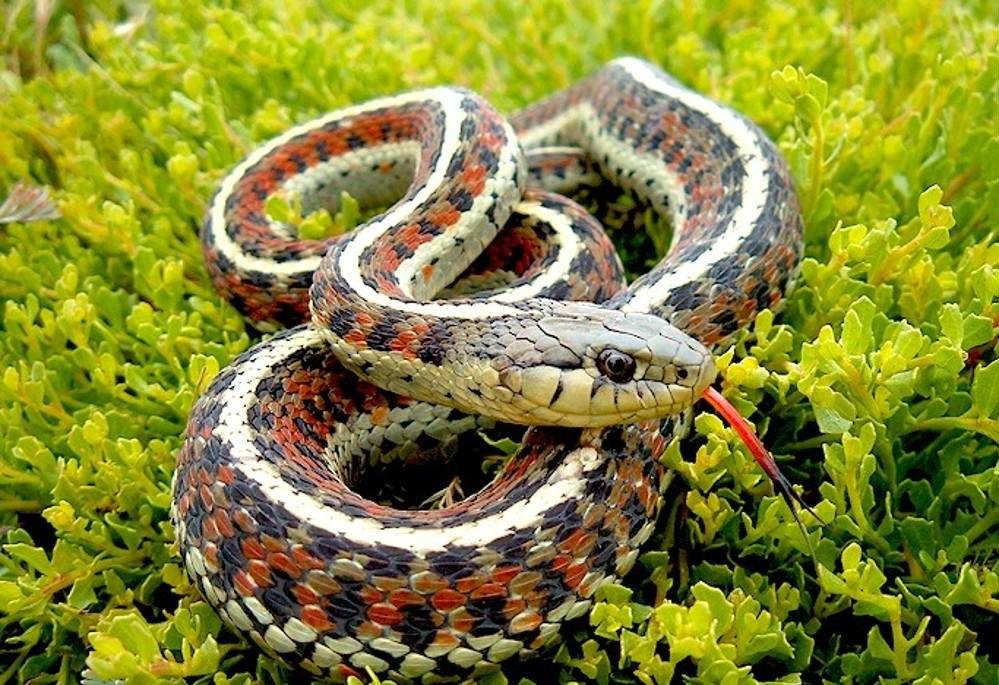 捕蛇有绝技 吃蛇有绝活 天生不怕蛇的奇人