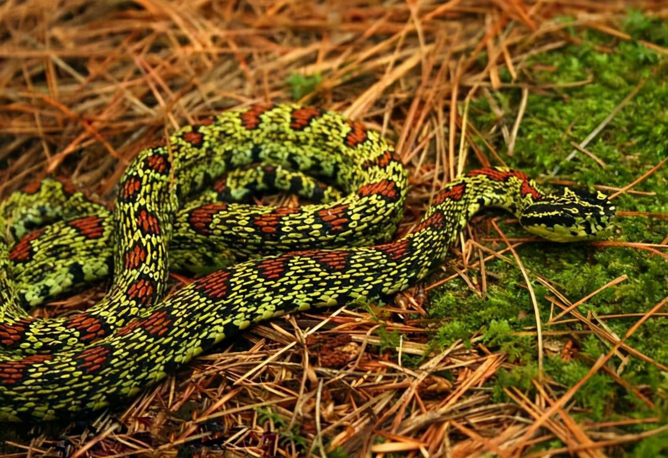 捕蛇有绝技 吃蛇有绝活 天生不怕蛇的奇人