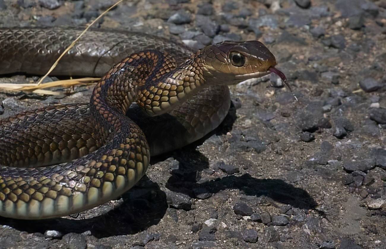 捕蛇有绝技 吃蛇有绝活 天生不怕蛇的奇人