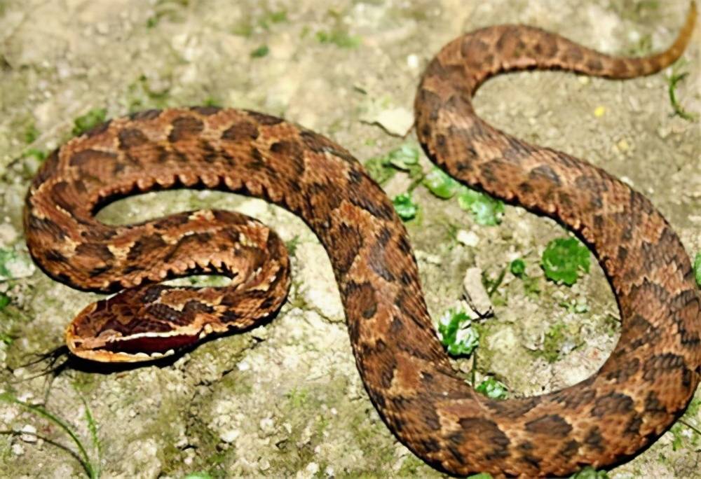 捕蛇有绝技 吃蛇有绝活 天生不怕蛇的奇人