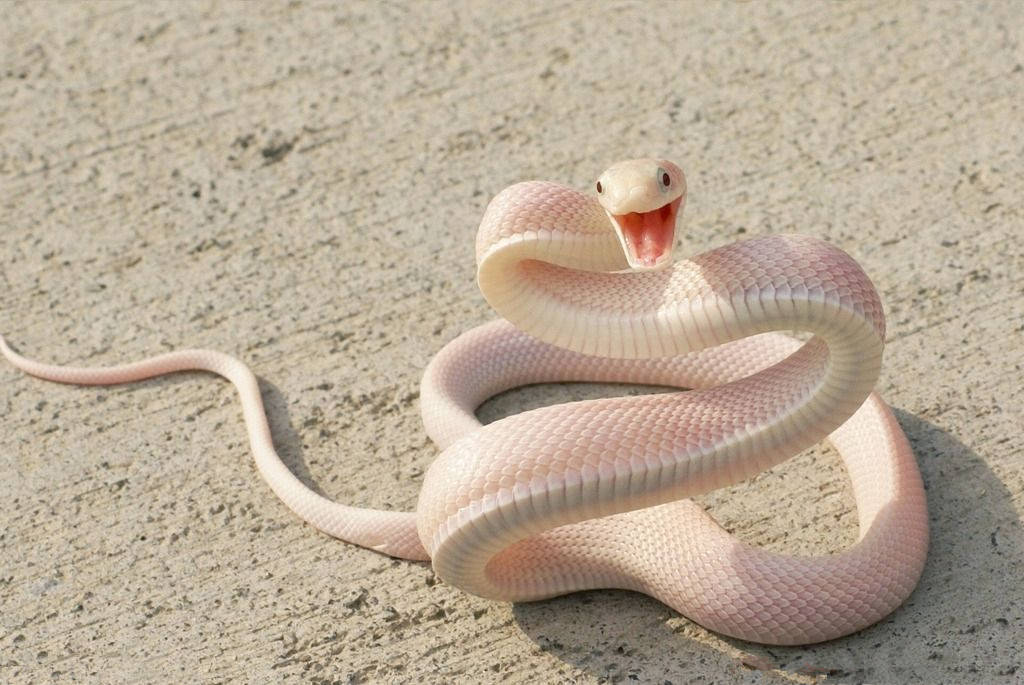 捕蛇有绝技 吃蛇有绝活 天生不怕蛇的奇人