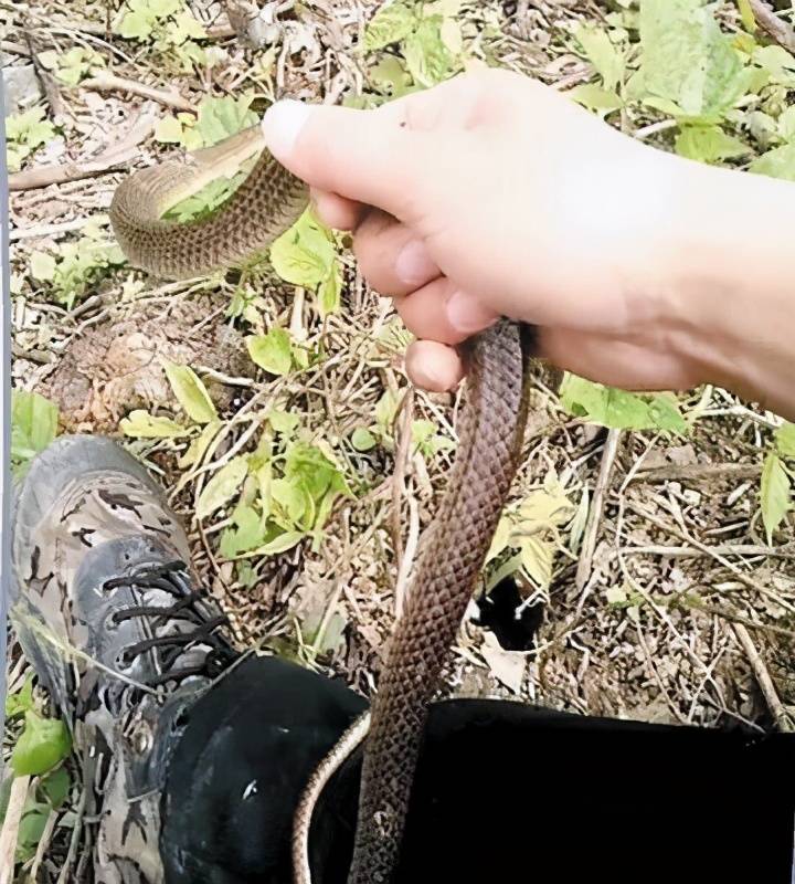捕蛇有绝技 吃蛇有绝活 天生不怕蛇的奇人