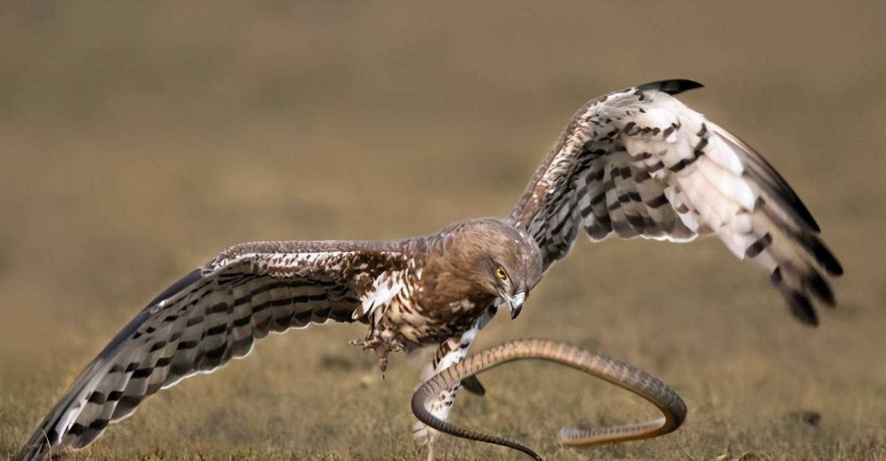 捕蛇有绝技 吃蛇有绝活 天生不怕蛇的奇人