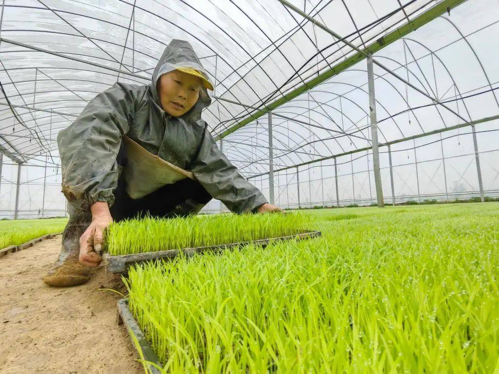 【媒体看江西】新华每日电讯报道:农村“双抢”没那么“抢”了