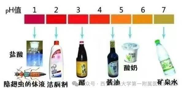 西安多区发现隐翅虫?千万别拍!毒液堪比硫酸