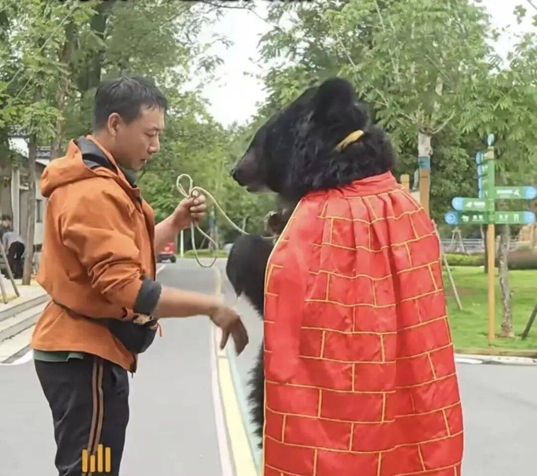 安徽一动物园黑熊披袈裟站立引游客质疑,工作人员:是真熊,人工饲养易出现仿人行为