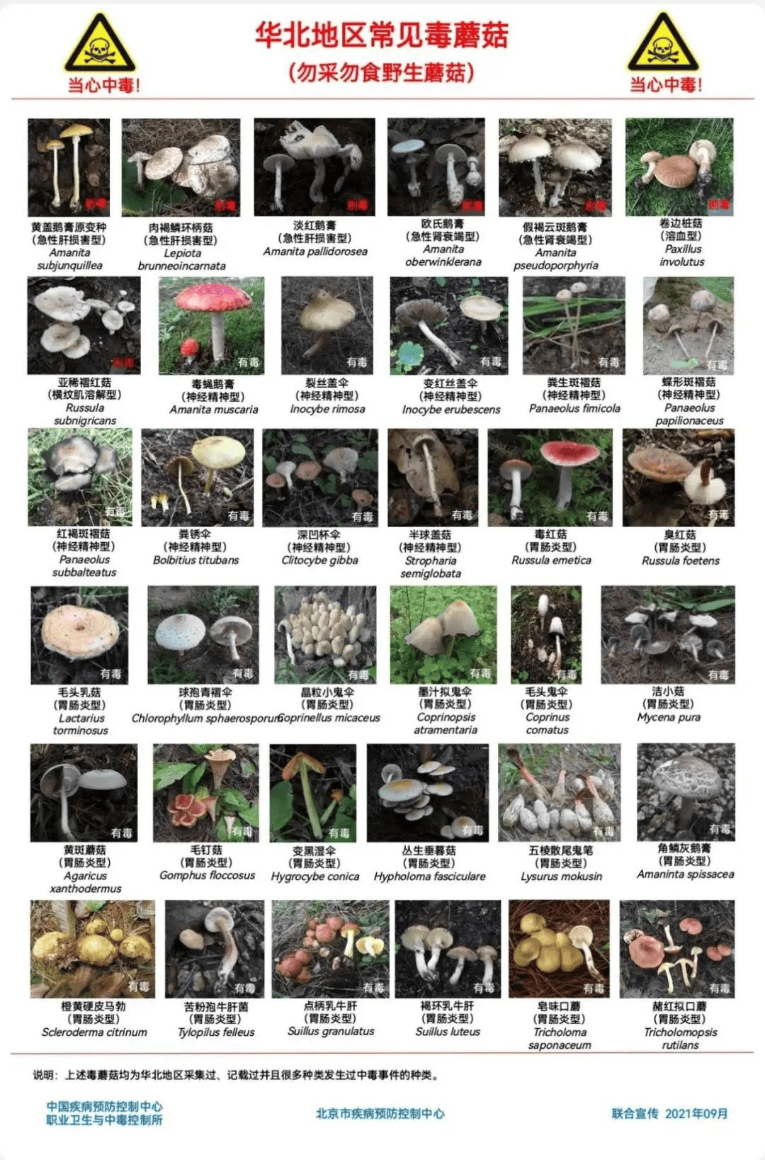 网红发文悼念婆婆:吃了邻居送的蘑菇中毒,抢救四天四夜死亡!这些蘑菇避毒原则可能是陷阱→