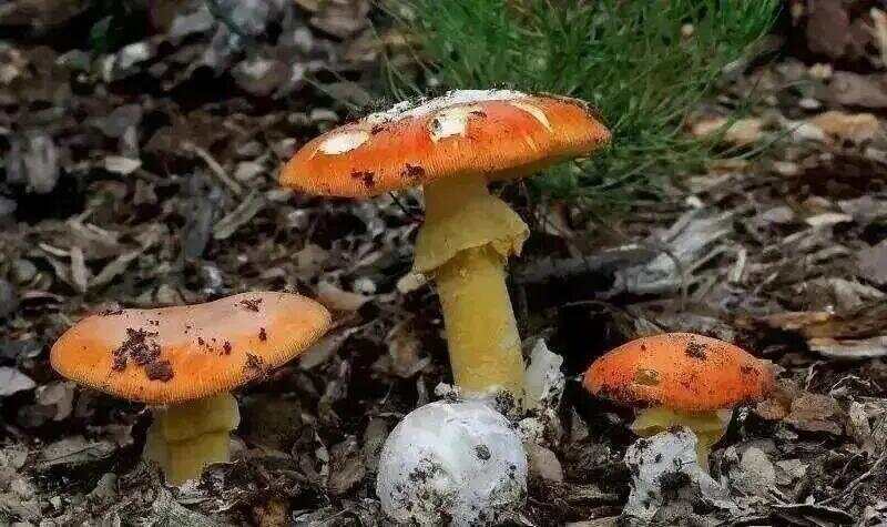 网红发文悼念婆婆:吃了邻居送的蘑菇中毒,抢救四天四夜死亡!这些蘑菇避毒原则可能是陷阱→