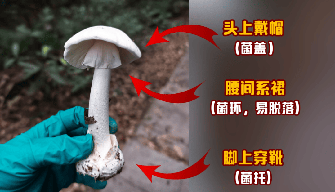 网红发文悼念婆婆:吃了邻居送的蘑菇中毒,抢救四天四夜死亡!这些蘑菇避毒原则可能是陷阱→