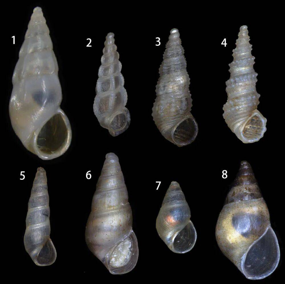 云南抚仙湖发现淡水螺1新属8新种!