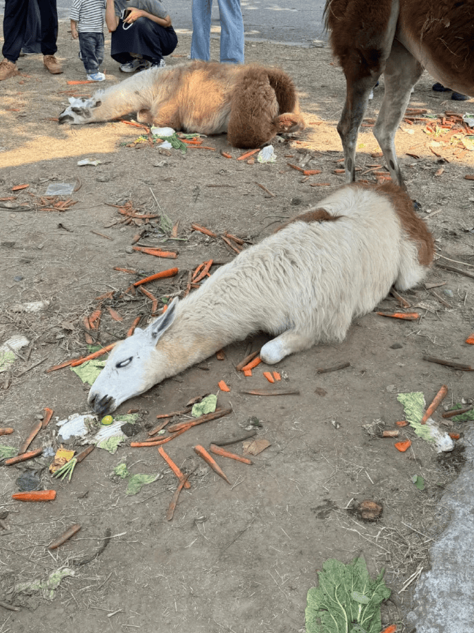 网友称南通一动物园羊驼被投喂吃撑倒地翻白眼,园方回应:确实是吃饱了,“不会撑死,旁边有饲养员在观察”