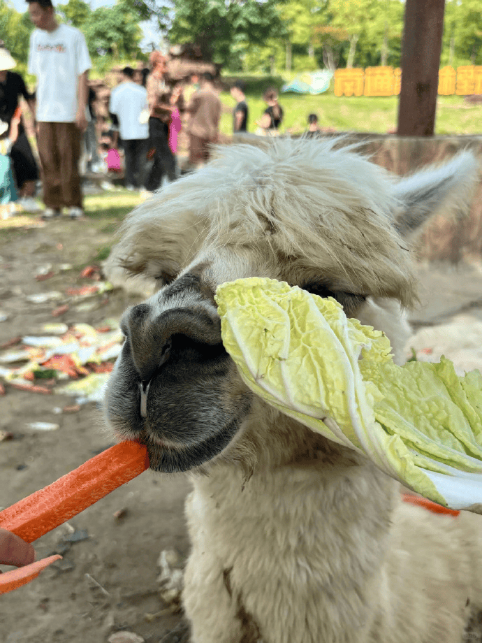 网友称南通一动物园羊驼被投喂吃撑倒地翻白眼,园方回应:确实是吃饱了,“不会撑死,旁边有饲养员在观察”