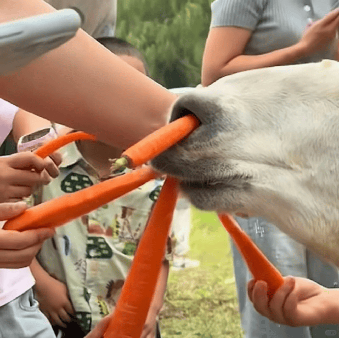 网友称南通一动物园羊驼被投喂吃撑倒地翻白眼,园方回应:确实是吃饱了,“不会撑死,旁边有饲养员在观察”
