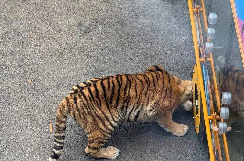 动物园观光车压碎老虎下巴?园方:初步检查未发现重大伤情