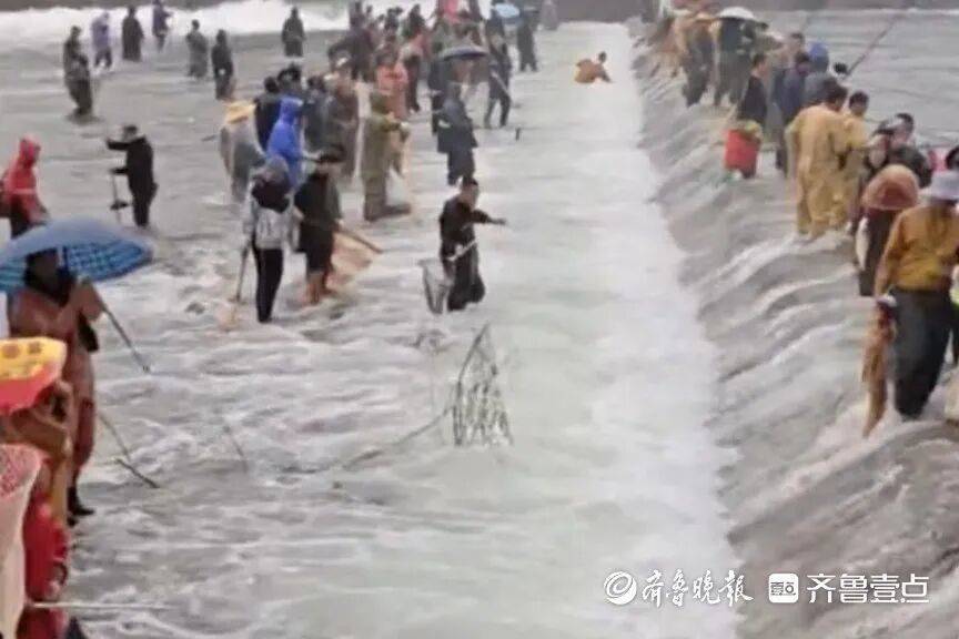 “鱼多得数不过来,一网子下去能捞好几条”济南锦绣川水库开闸放水,大量鲢鱼被冲出,工作人员:禁止捕捞!