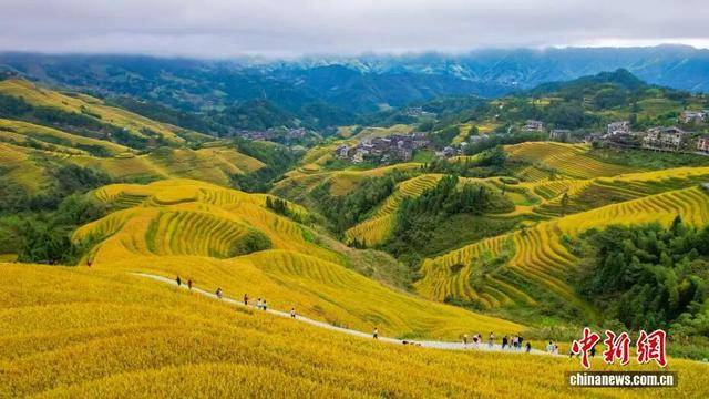 金秋,广西的梯田一点不输!