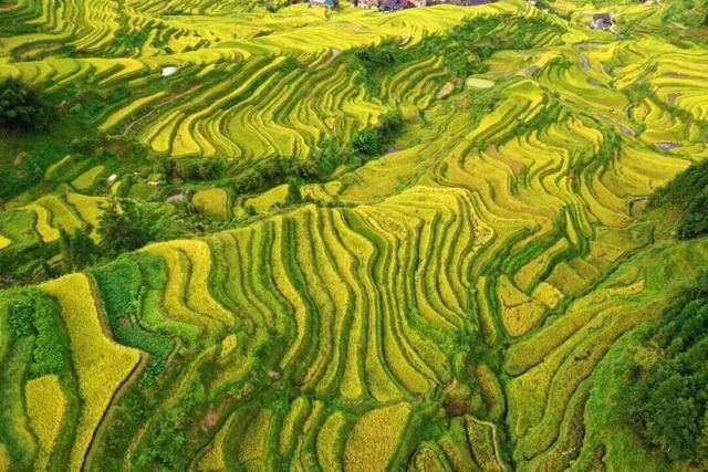 金秋,广西的梯田一点不输!
