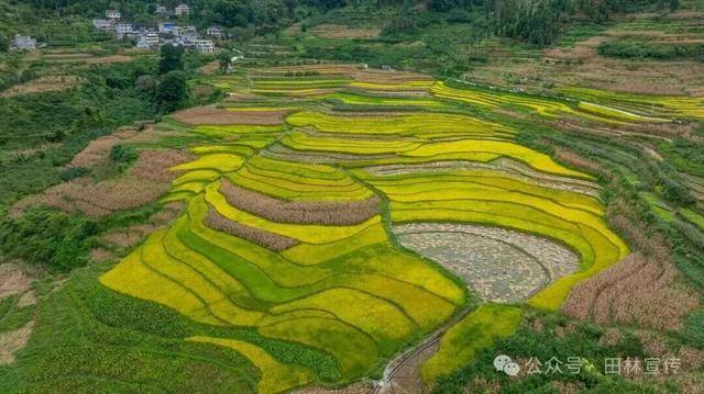 金秋,广西的梯田一点不输!