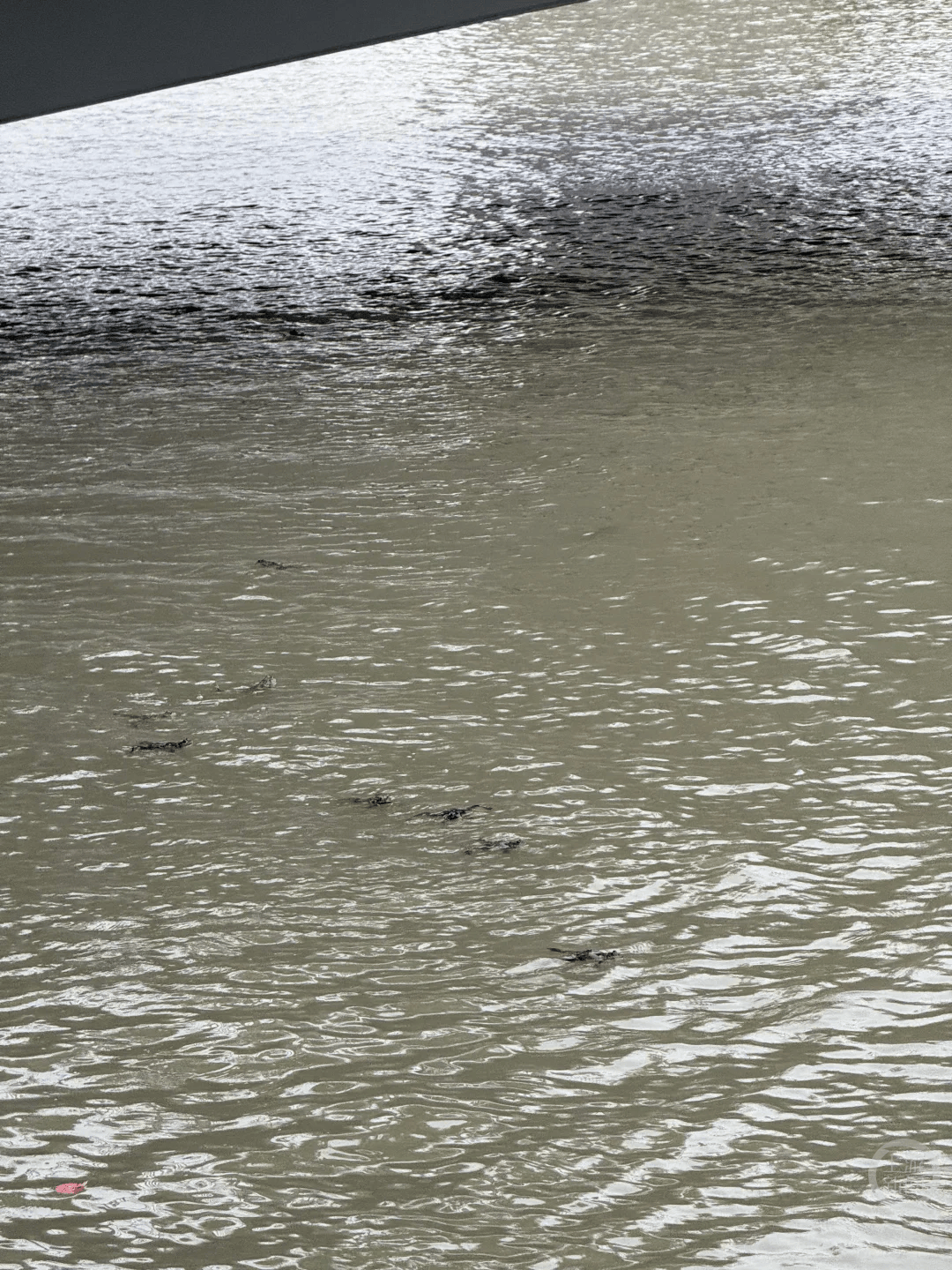 上海苏州河有人放生牛蛙?当地回应:严禁放生外来物种,市民可提供相关线索