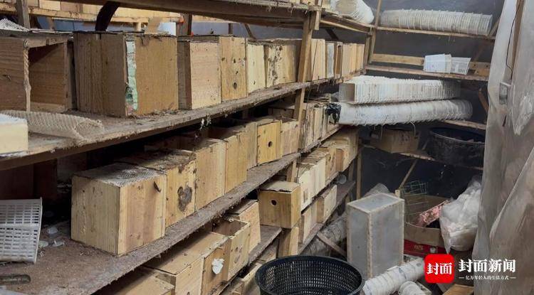 央视曝光“杀人蜂”滥养牟利引关注 四川犍为:正联合调查虎头蜂养殖情况