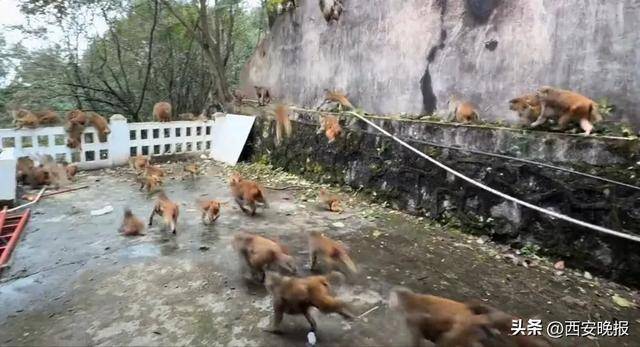 贵州一景区“下猴子雨”,园方:正常情况