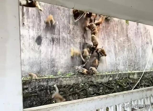 贵州一景区“下猴子雨”,园方:正常情况