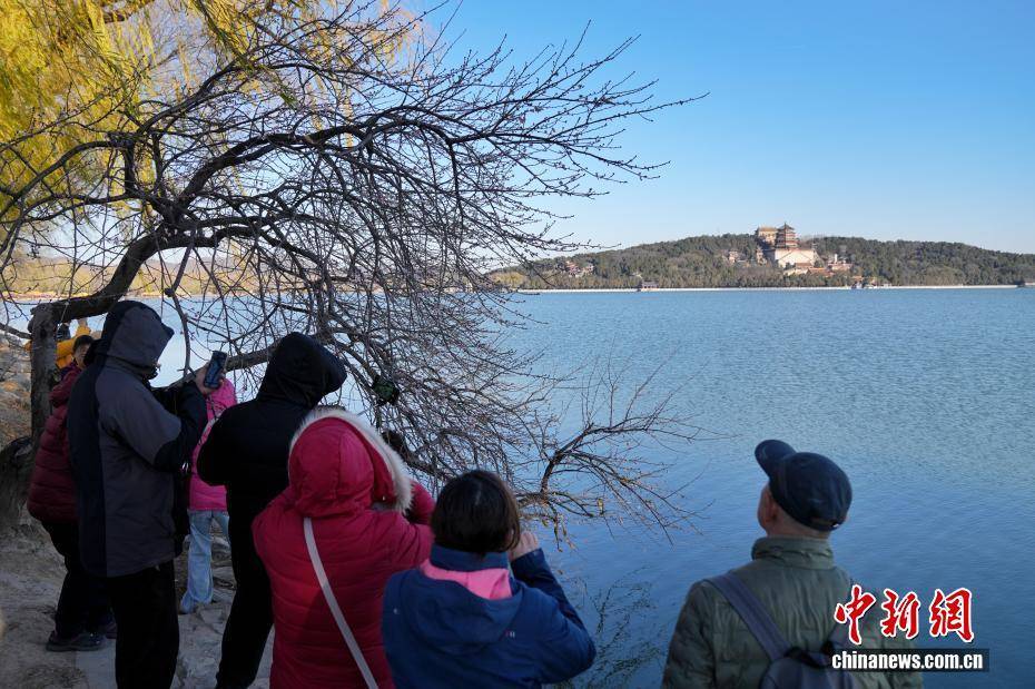 北京颐和园现“春花冬开”景象