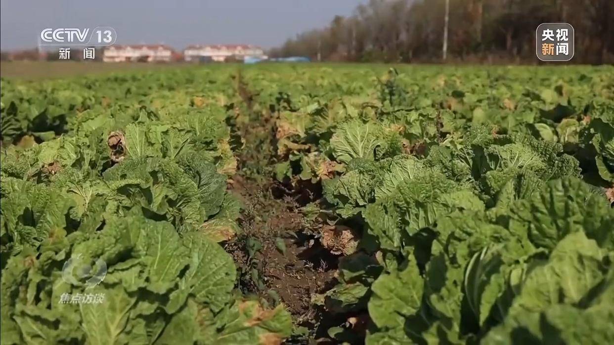 单棵售价超百元,起底“套牌白菜”背后的销售套路