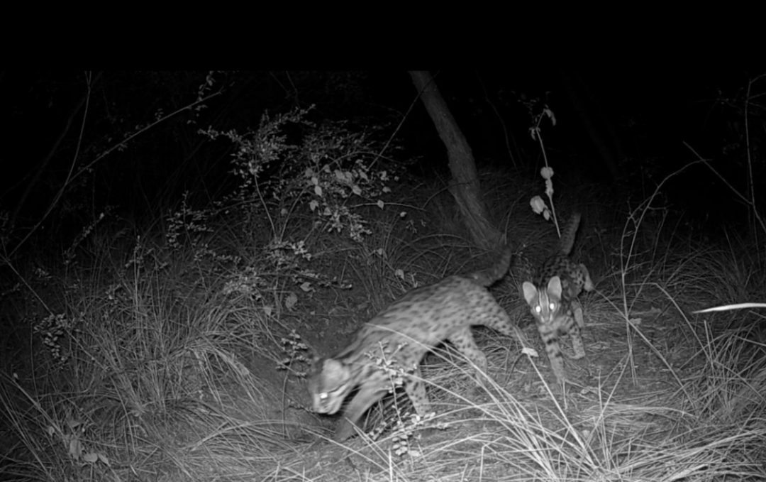 遂宁版“疯狂动物城”上线!