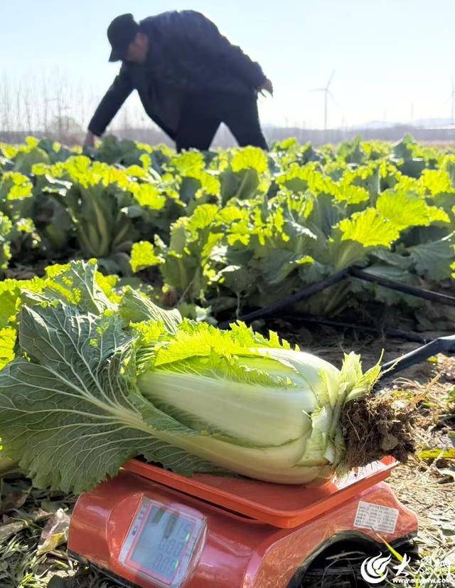 山东青岛:全国首批“板蓝根白菜”喜获丰收,正式上市!首批10万棵已被上海采购商“包圆”