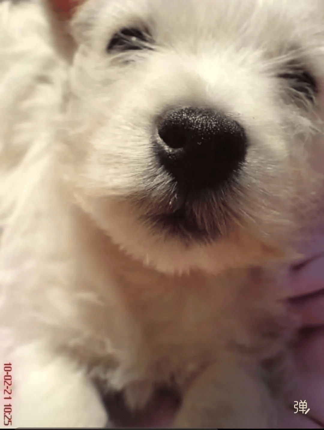 在小区投毒致9条狗死亡,男子获刑4年!